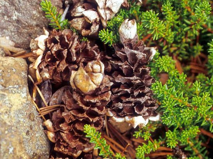 Pinus pumila