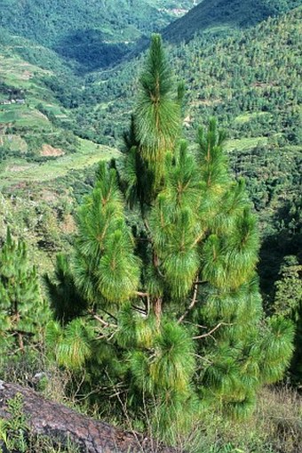 Pinus roxburghii