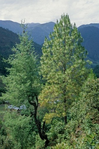 Pinus roxburghii