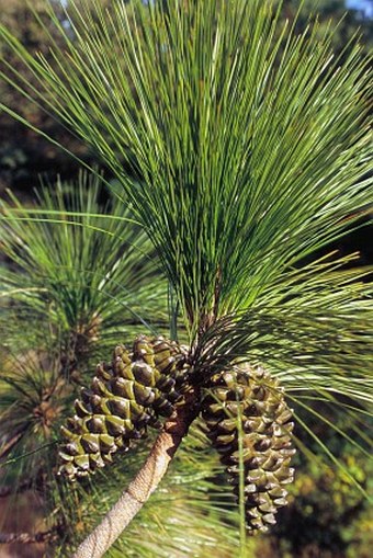 Pinus roxburghii