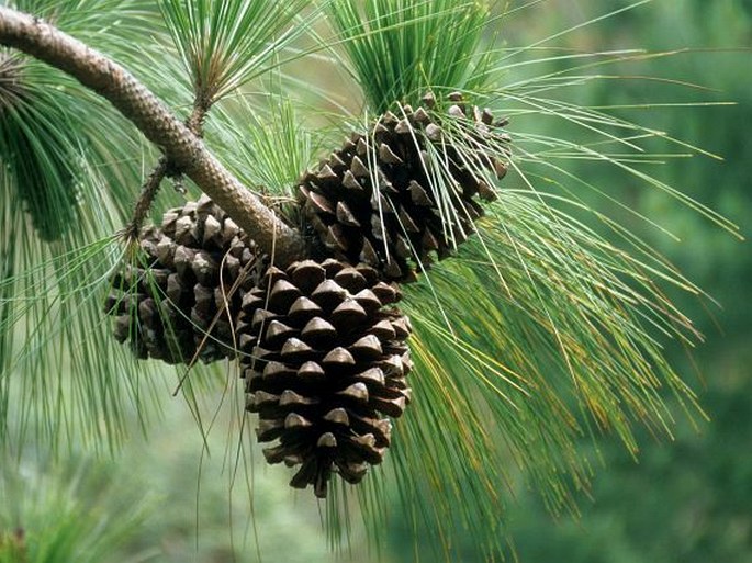 PINUS ROXBURGHII Sarg. – borovice dlouholistá / borovica