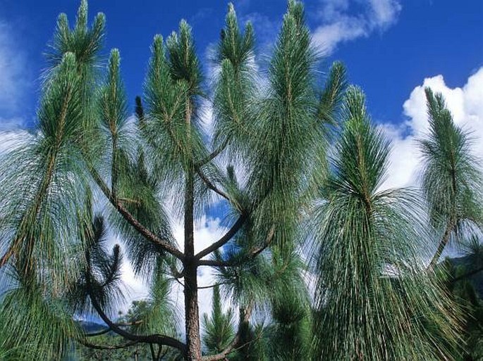 Pinus roxburghii