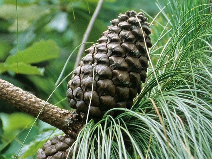 Pinus roxburghii