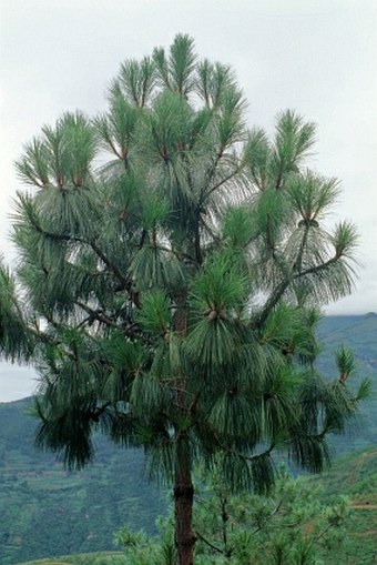 Pinus yunnanensis