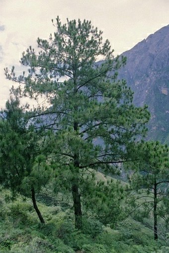 Pinus yunnanensis