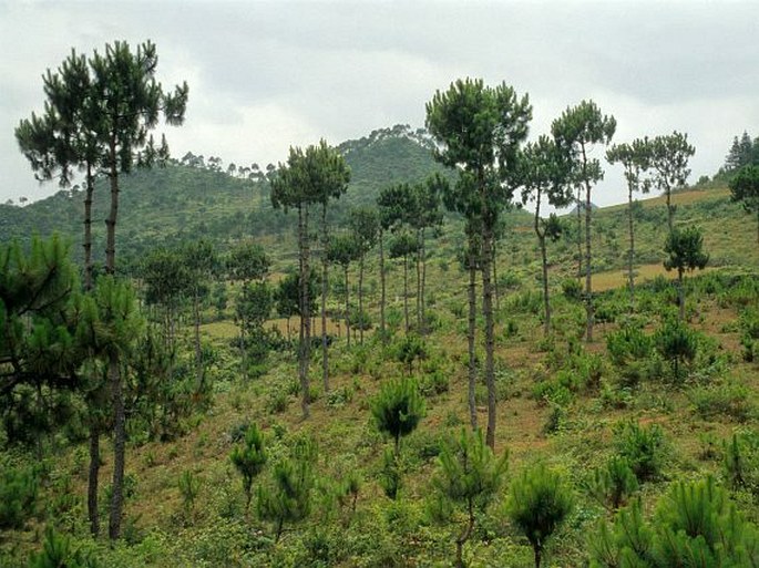 Pinus yunnanensis