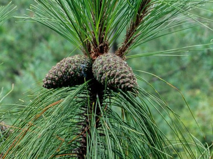 Pinus yunnanensis