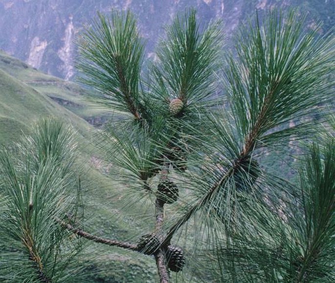 Pinus yunnanensis