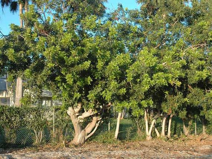 Pistacia atlantica