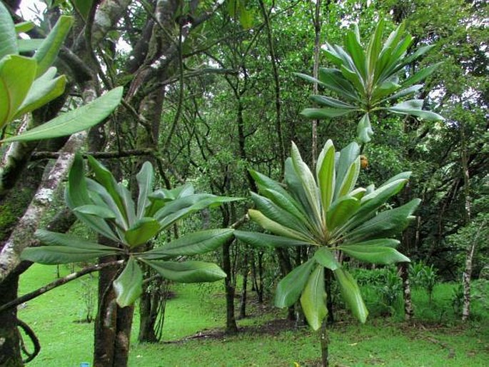 Pittosporum confertiflorum