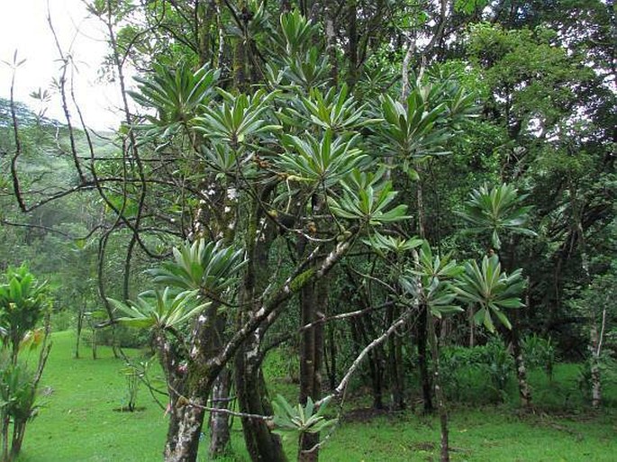 Pittosporum confertiflorum