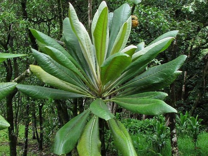 Pittosporum confertiflorum