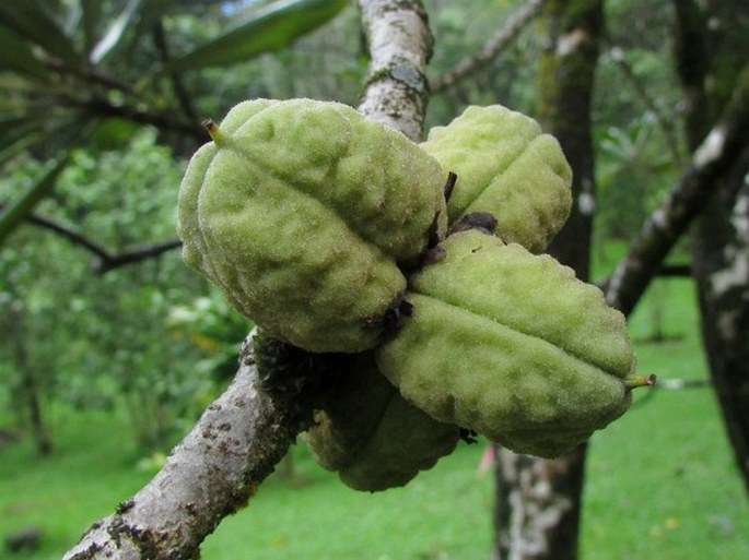 Pittosporum confertiflorum