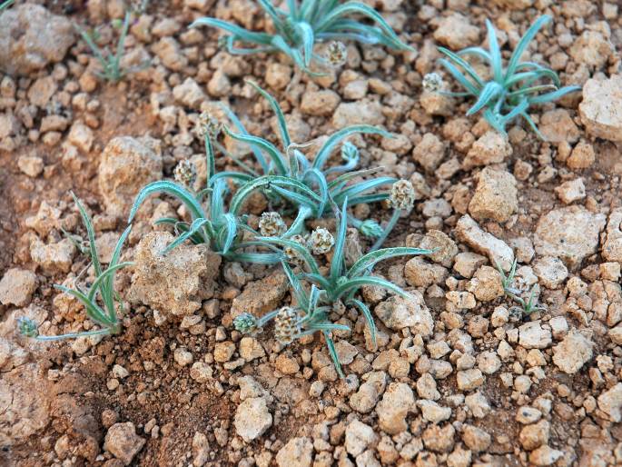 Plantago ovata