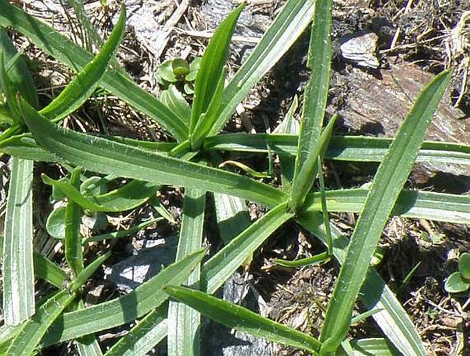 Plantago atrata subsp. sudetica