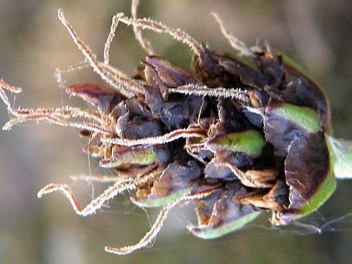 Plantago atrata subsp. sudetica