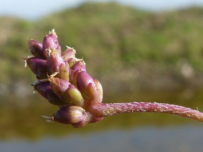 Plantago uliginosa