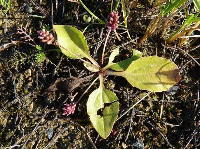 Plantago uliginosa