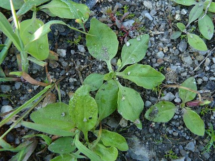 Plantago uliginosa