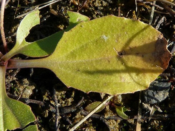 Plantago uliginosa