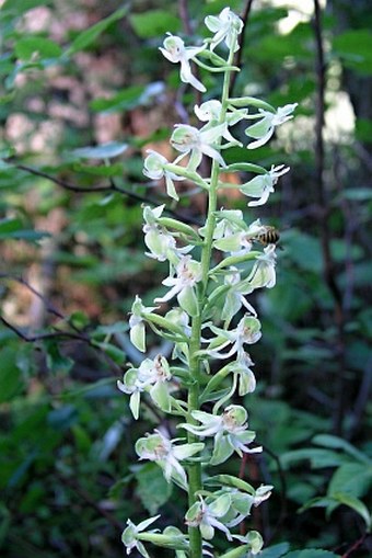 Platanthera orbiculata