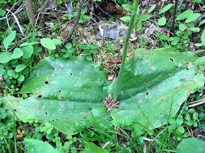 Platanthera orbiculata