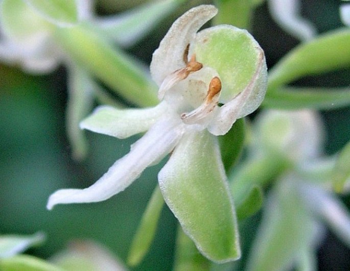 Platanthera orbiculata