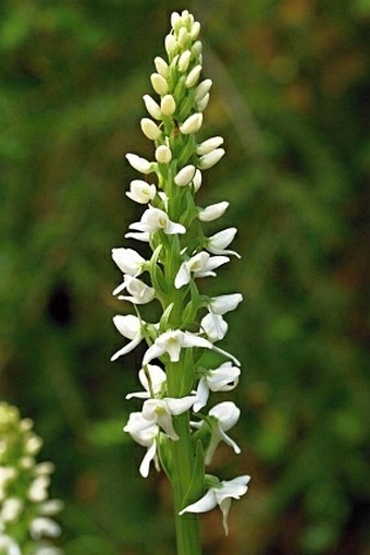 Platanthera dilatata