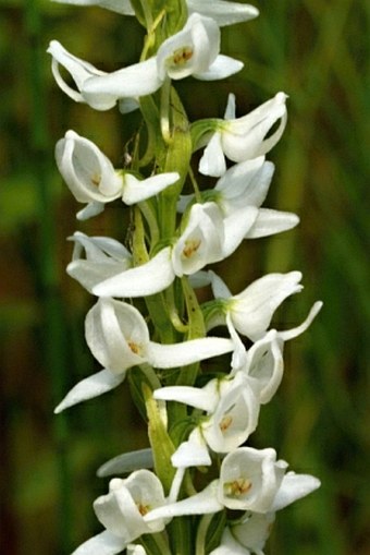 Platanthera dilatata