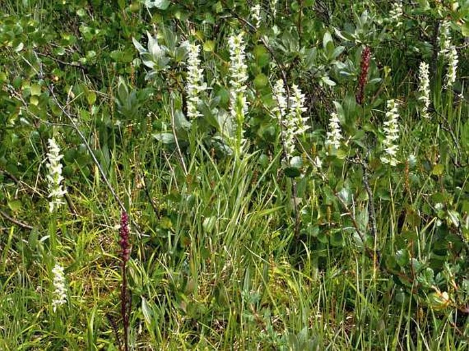 Platanthera dilatata