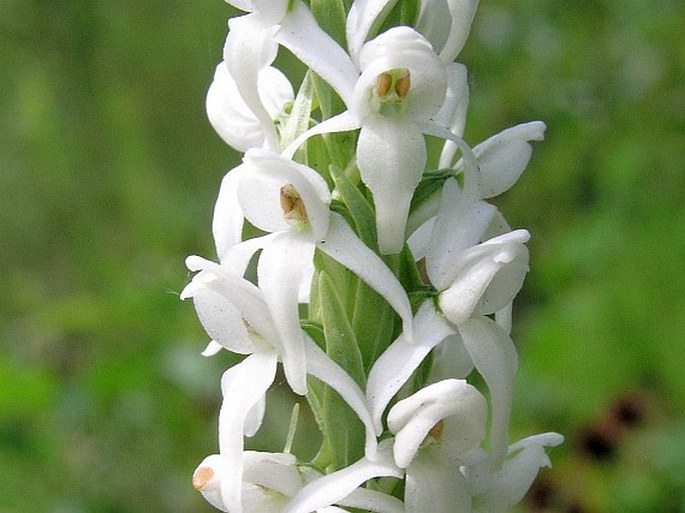 Platanthera dilatata