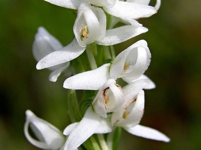 Platanthera dilatata