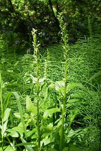 Platanthera stricta