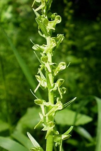 Platanthera stricta