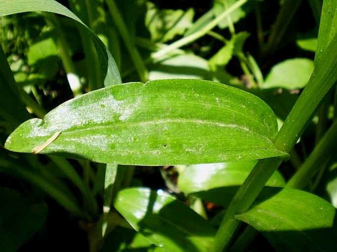 Platanthera stricta