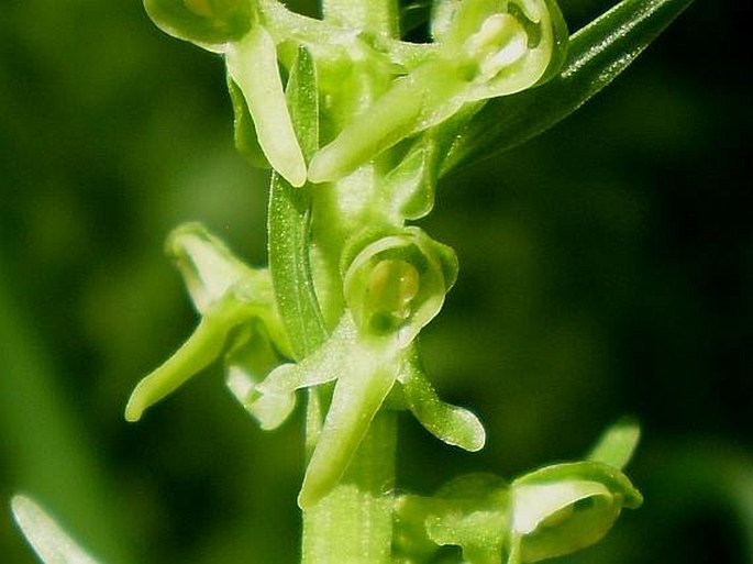 Platanthera stricta