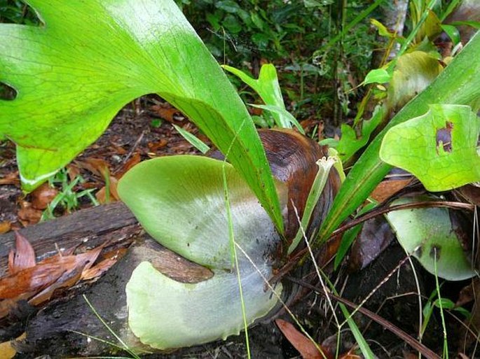 Platycerium hillii