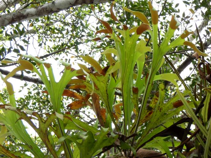 Platycerium hillii