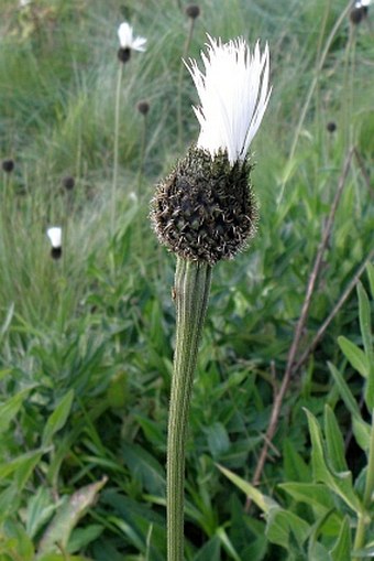 Plectocephalus varians