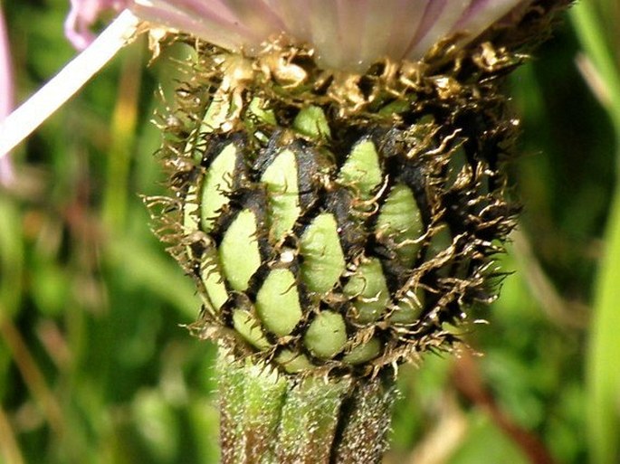 Plectocephalus varians