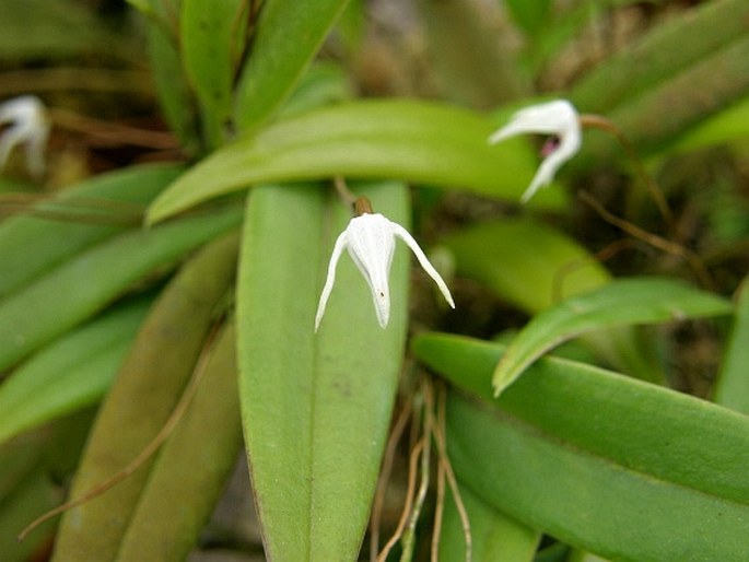 Pleurothallis eumecocaulon