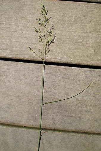 Poa nemoralis