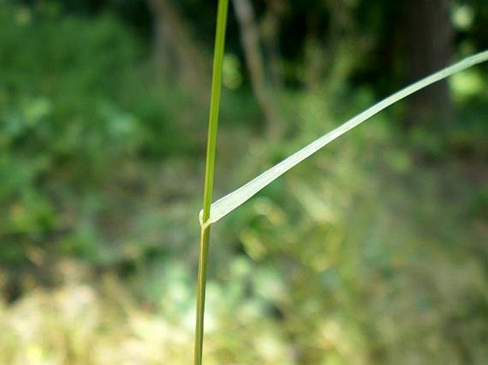 Poa nemoralis