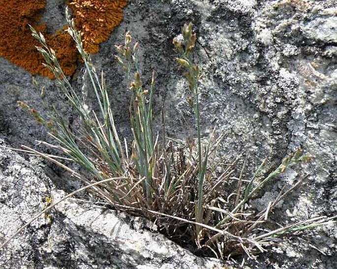 Poa riphaea