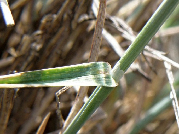 Poa riphaea