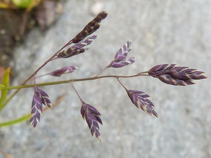 POA SUPINA Schrad. – lipnice nízká / lipnica nízka