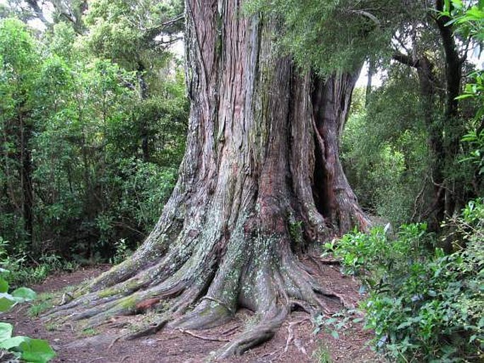 Podocarpus totara