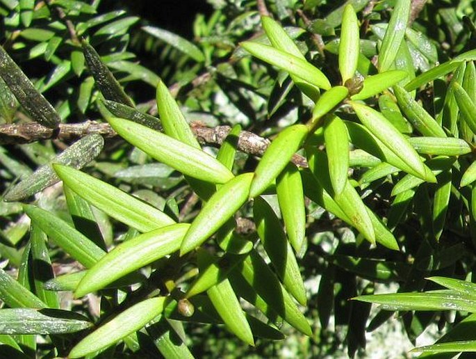 Podocarpus totara