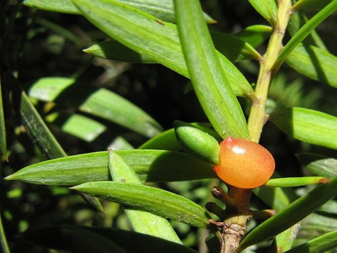 Podocarpus totara