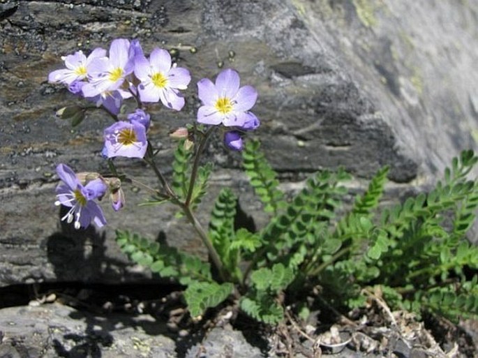 Polemonium pulcherrimum